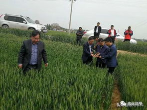 小麦这样种，1亩收入顶2亩，关键不需要多投资1分钱