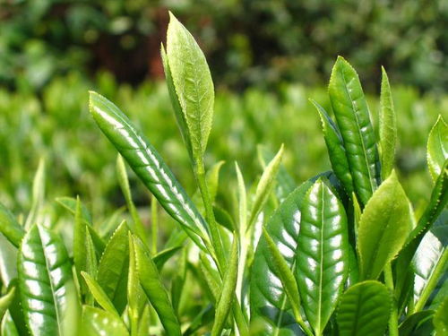 谷雨春蔬生长正当时，饮茶食韭疏肝补谷