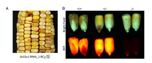 玉米甜味的遗传密码 PNAS揭示胚乳基因突变如何重塑淀粉代谢