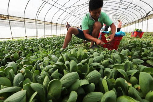 上海植物工厂万亩蔬菜绿油油，5.5折供应百姓餐桌