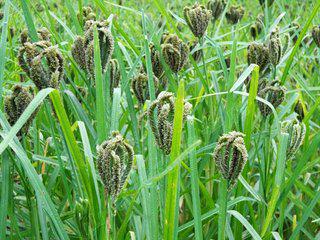 鸭脚粟 营养丰富的谷类作物及其多重作用