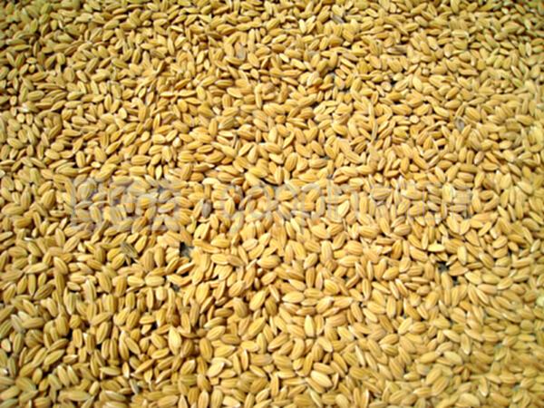 稻谷 全球最重要的谷类作物