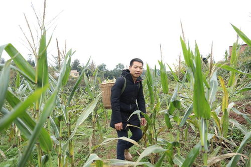 四川泸州90后大学生返乡创业，试种紫黑玉米喜获丰收