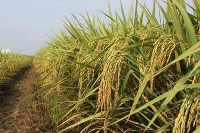 探秘谷类作物耐旱的奥秘 副卫细胞的作用与抗旱作物培育